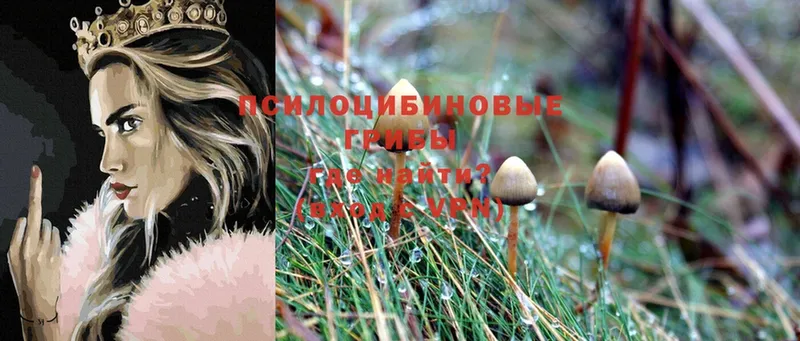 купить  цена  Бирюч  Псилоцибиновые грибы MAGIC MUSHROOMS 